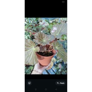 POKOK  BEGONIA  REX.