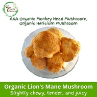 Thanks Nature Organic Lion's Mane Mushroom (100g)