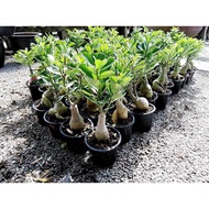 ADENIUM THAILAND KAHWIN(1set 5 pokok)泰国嫁接富贵花5