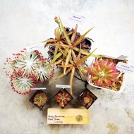 Sundew 毛氈苔 ( Drosera Adelae Capillaris Tokai Graomogolensis Burmannii Lanata )