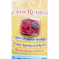 Original Rudraksha with Certificate 5 Face Nepal Rudraksha