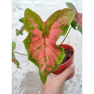 Keladi Butterfly, Thai Caladium (Plant with Pot)