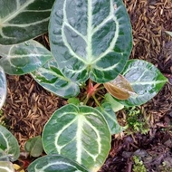 anthurium dorayaki