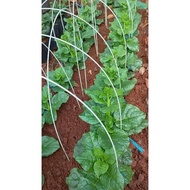 Juicy Japanese Malabar spinach seeds 100 seeds/package