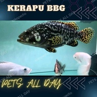 sale kerapu air tawar bbg / kerapu emas berkualitas