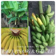 COD Bibit Tanaman Pisang Raja Bulu Super - Bibit Pisang Raja