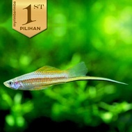 Platy Pedang Hijau Swordtail Ikan Hias Aquascape Hiasan Aquarium