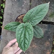 Anthurium Sirih Radicans/Anthurium Sirih/Anthurium Sirih Radicans