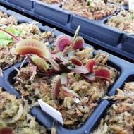 Dionaea Muscipula "FTS Archangel" Venus Flytrap Carnivorous Plant