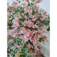 Bougenville Sakura Belacan bibit bugenvil sakura belacan