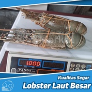 Lobster Laut Besar 1 kg isi 2-4 ekor/Lobster Laut/Lobster - 500 gram