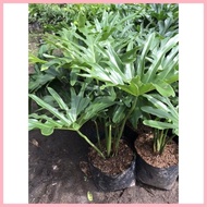 【Hot】 Selloum Plant ( known as Sahod Yaman ) Live Plants with Soil and Pot