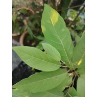 daun nona buah merah