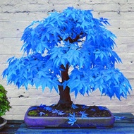 20 Pcs Rare Rainbow Maple Tree Seeds Bonsai Tree Seeds Sky Blue Maple Seed Exotic Plant Species Livi