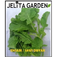 BIJI BENIH SAYUR ENSABI DAYAK