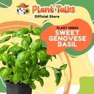Plant Talks Sweet Basil Plant Seeds Genovese Basil Organic Edible Herbs Cinnamon Thai Siam Queen