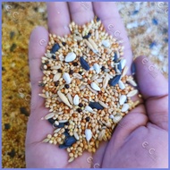 ✗ ♟ ¤ 500g African Love Birds Food: AFRICAN MIXED BIRD SEEDS (brd)