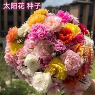 【多西多】網紅重瓣太陽花種子混合裝易養活四季開花懶人花園凍不死花籽