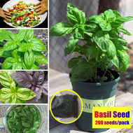 [Fast Shipping] Sweet Basil Seeds for Planting (200 Seeds/pack) Basil Genovese Seed Perennial Plants Organic Vegetable Seeds for Gardening High Germination Bonsai Seeds Home Garden Decoration Items Potted Live Plants for Sale Sulit Seedlings Easy To Grow