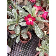 Red Adenium medium pot real live plant free fertiliser 0.5kg free organic soil 3kg