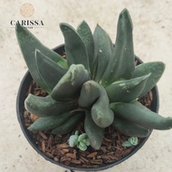 kaktus hidup asli Sekulen gasteria pseudonigricans limited edition