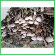❀ ▩ kabuteng saging/mushrooms seeds