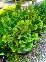 Tsuyama Hinoki สึยามะฮิโนกิ สนฮิโนกิ แบบพุ่ม Hinoki Cypress สนญี่ปุ่น ไม้ประดับทรงพุ่ม ไม้มงคล ต้นให