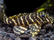 【Sus Aquatic】LEOPARD FROG PLECO 【L134】- 豹纹蛙异型
