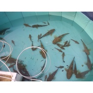 ikan ubi / ikan ketutu / marble goby / local salmon