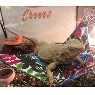Buaian Reptil Untuk Cicak, Ular & Bunglon Buaian Haiwan Melatar Mainan Ayunan