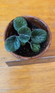 Sinningia迷你岩桐苗