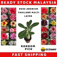 Rose Adenium Plant Thailand Multi Layer Pokok Kemboja (Random Pick)