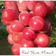 GDT ANAK POKOK ANGGUR RED SHINE MUSCAT Super Premium Grapes