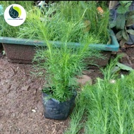 Rooted water cypress grass plant