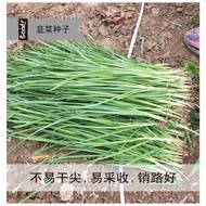 Chives Seeds/5G Vegetable Seed NonGMO Fresh Garden(fr sg)