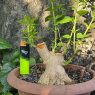 bonsai material bebuas 壽娘子 sancang premna