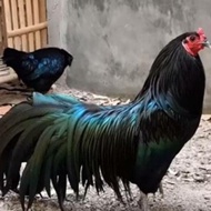 Telur ayam hias black Sumatra pheasant siap tetas