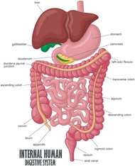 Internal Human Digestive System Illustration Human Anatomy Educational Chart Cool Wall Art Print Pos
