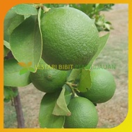 Bibit Tanaman Jeruk Nipis Asli