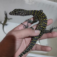 varanus doreanus jayapura blue tail monitor no tegy salvator