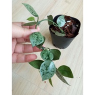 Hoya Krohniana Eskimo Silver (rare)