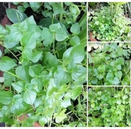 Pansit Pansitan Herbal Plant(stem cuttings)