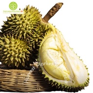 durian montong utuh lokal fresh - 23 - 25 kg