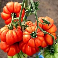 TOMAT MAWAR -COD- 10 Biji / Benih / bibit ( TOMAT MAWAR / TOMAT KERITING MAWAR ) Mudah tumbuh - Seed