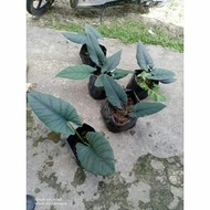 alokasia nebula asli / alocasia nebulla (hanya bonggol)