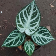 anthurium red crystalinum x silver blush