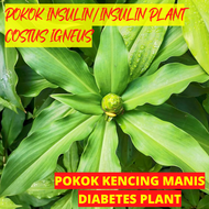 Insulin Plant / Pokok Insulin / For Diabetes (Costus Igneus/Chamaecostus cuspidatus) - Pokok Hidup /