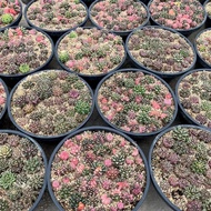 2 in 1 | Colourful Mix Gymnocalycium Cactus