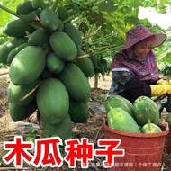 Creamy Papaya Seeds High-Produced Fruit Seeds Red Heart Papaya Seeds Spring Four Seasons Early Matur