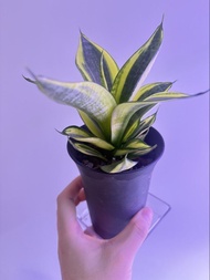 短葉金邊虎尾蘭 小盆栽 家居綠植